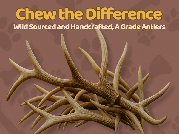 1 Pack - Extra Large | Whole Elk Antler Dog Chew