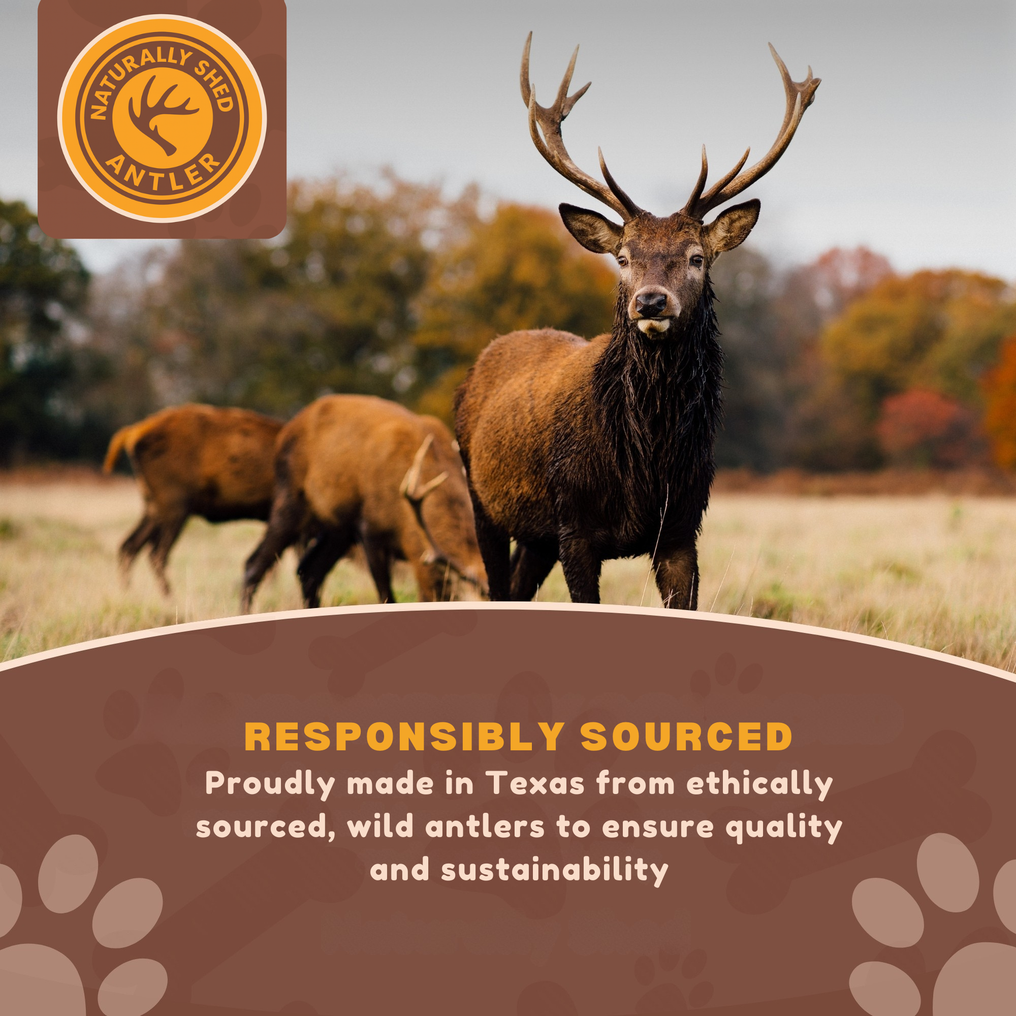 1 Pack - Extra Large | Whole Elk Antler Dog Chew