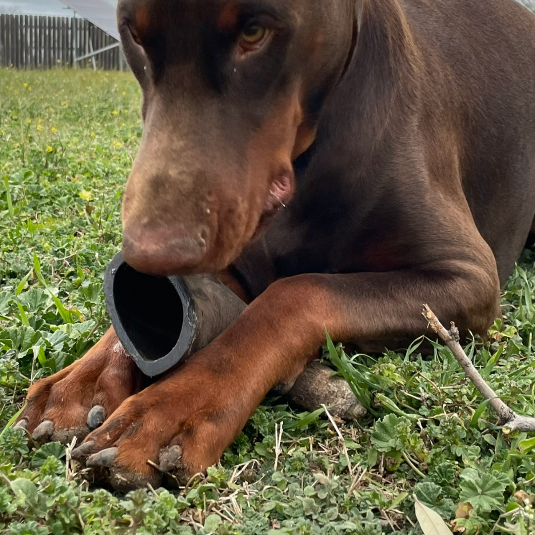 2 Pack - Large | Buffalo Bully Horns - Free Range - All Natural Dog Chews