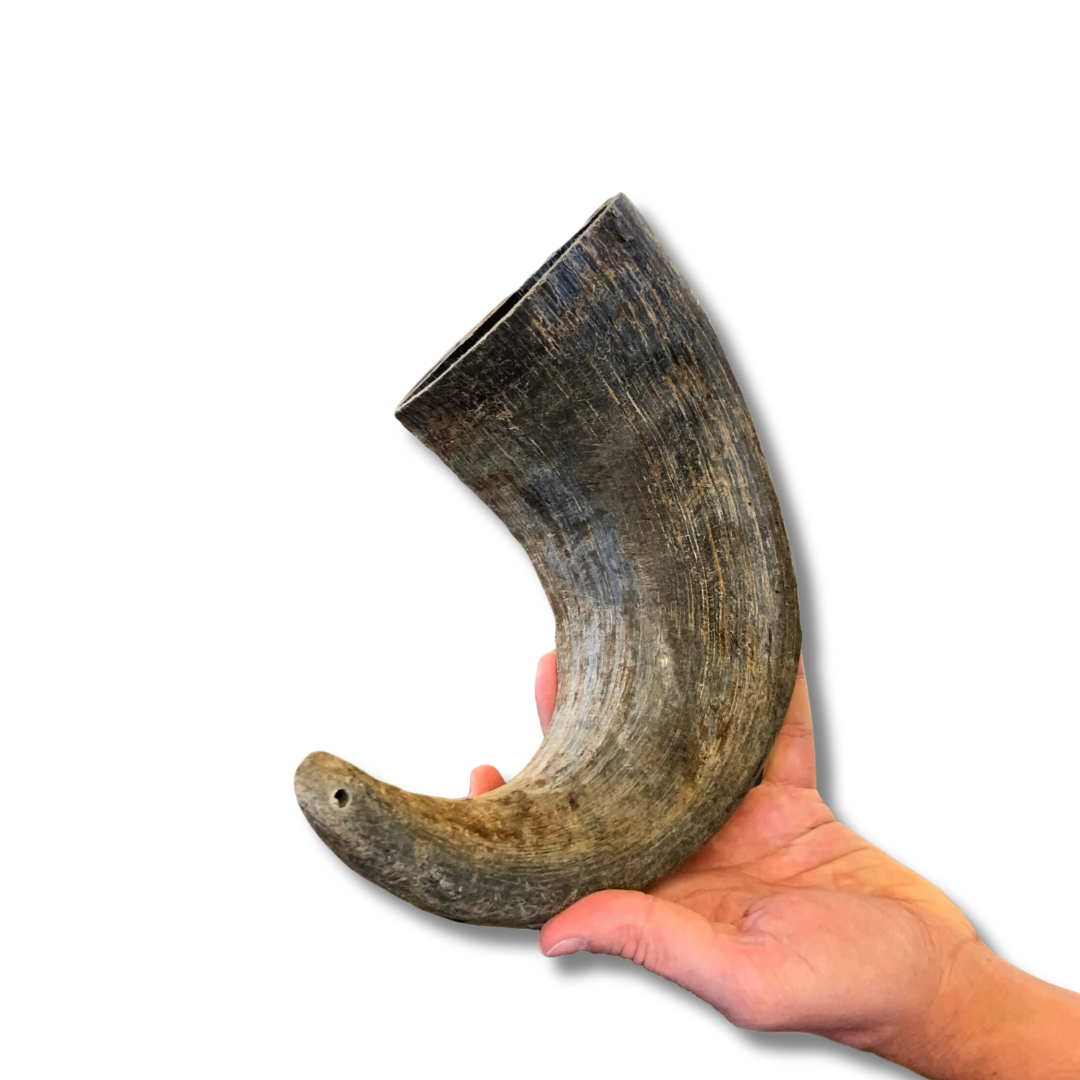 XL Extra Large |  Buffalo Bully Horns - Free Range - All Natural Dog Chews