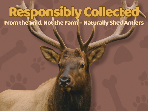 1 Pack - Extra Large | Whole Elk Antler Dog Chew