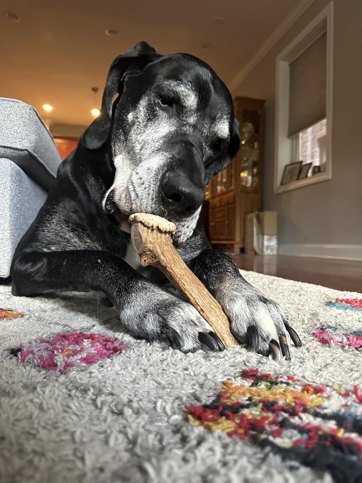 1 Pack - Extra Large | Whole Elk Antler Dog Chew