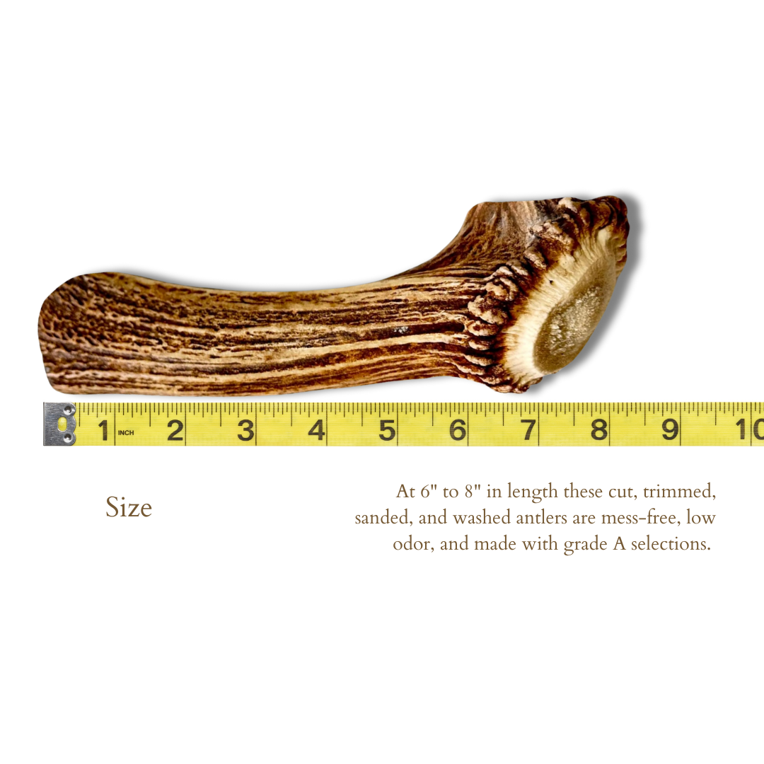 1 Pack - Extra Large | Whole Elk Antler Dog Chew