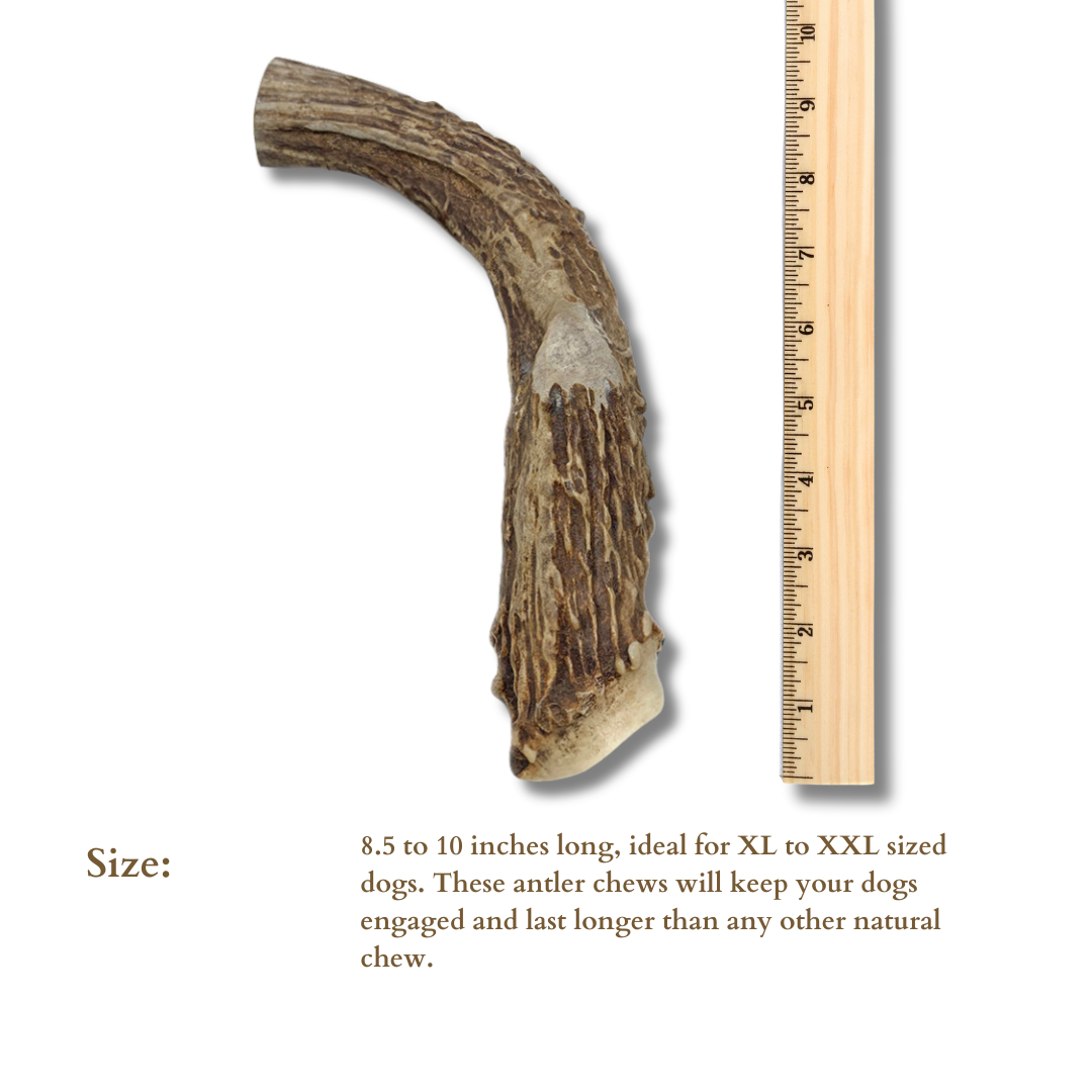 1 Pack- XXL Extra Large - Massive | Deer Antler Dog Chew