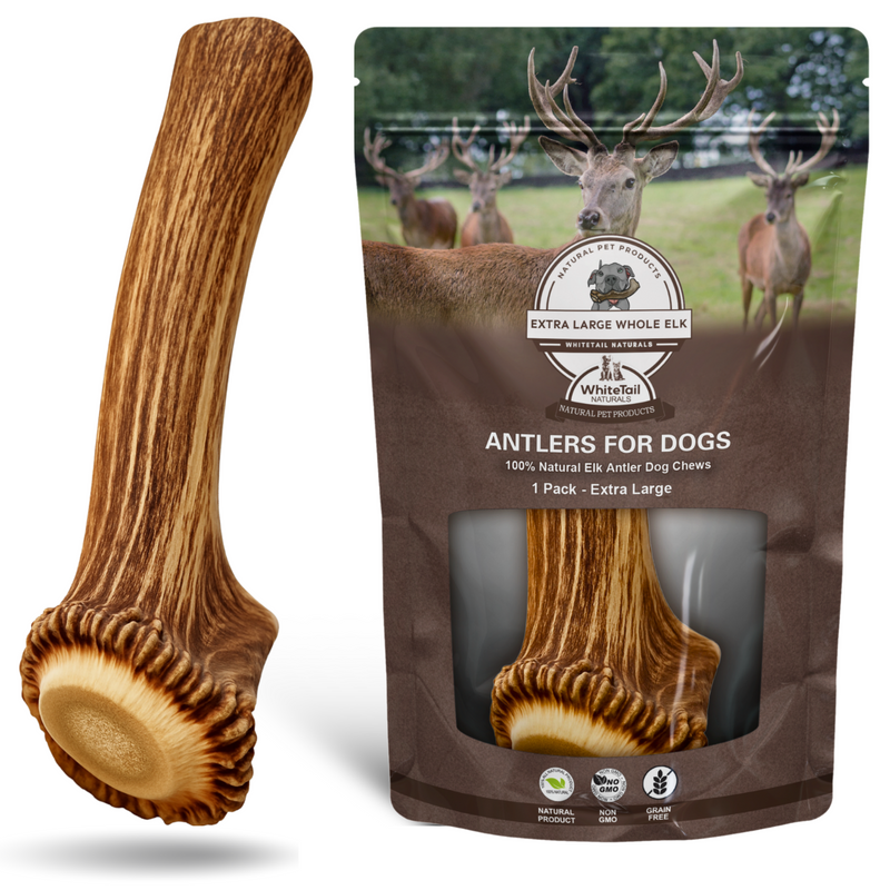 XL - Extra Large | Whole Elk Antler Dog Chew - Choose Pack Size