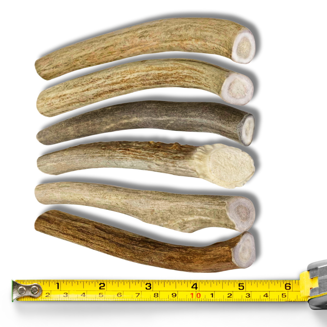 6 Pack - Small | Deer Antler Dog Chews