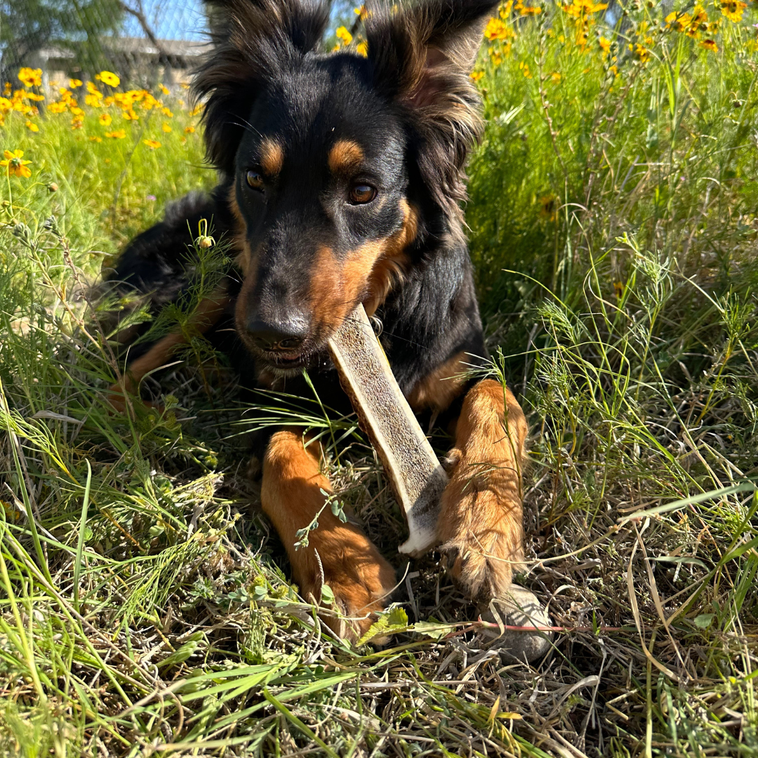 1 Pack - Large | Split Elk Antler Dog Chew